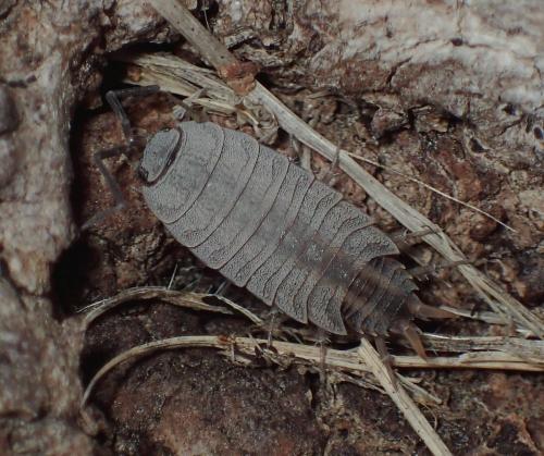 Réf. 245 202 : Porcellionides sexfasciatus
